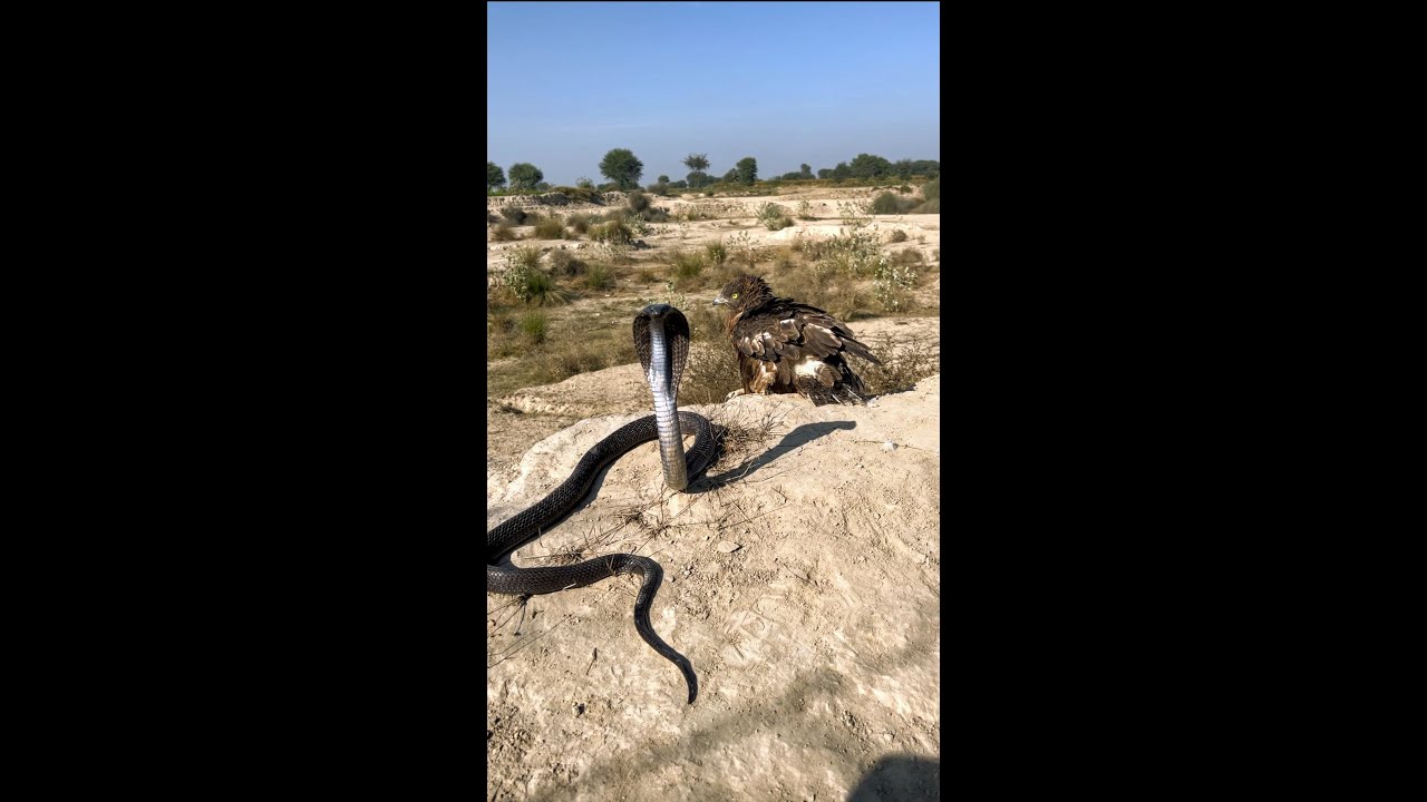 Snake Life !! Snake Catching videos