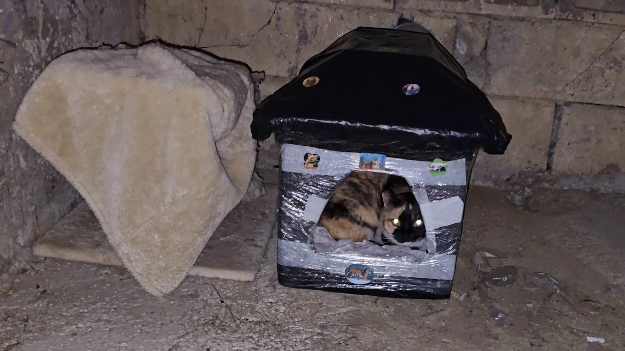 Evil People Kicked Stray Cat Out Into Freezing Cold 💔 Kind People Built Her Warm Home