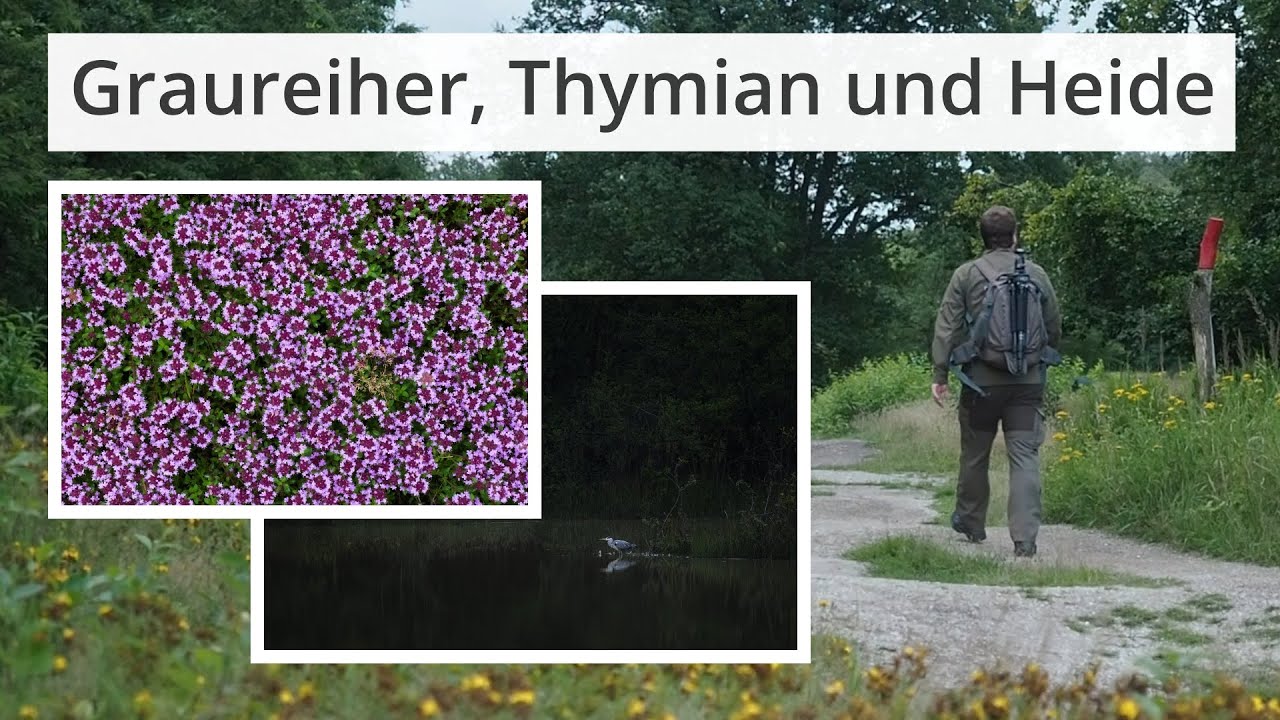Naturfotografie: UNGEPLANT aber doch ganz in Ordnung (feat. Graureiher, Thymian und Heide)