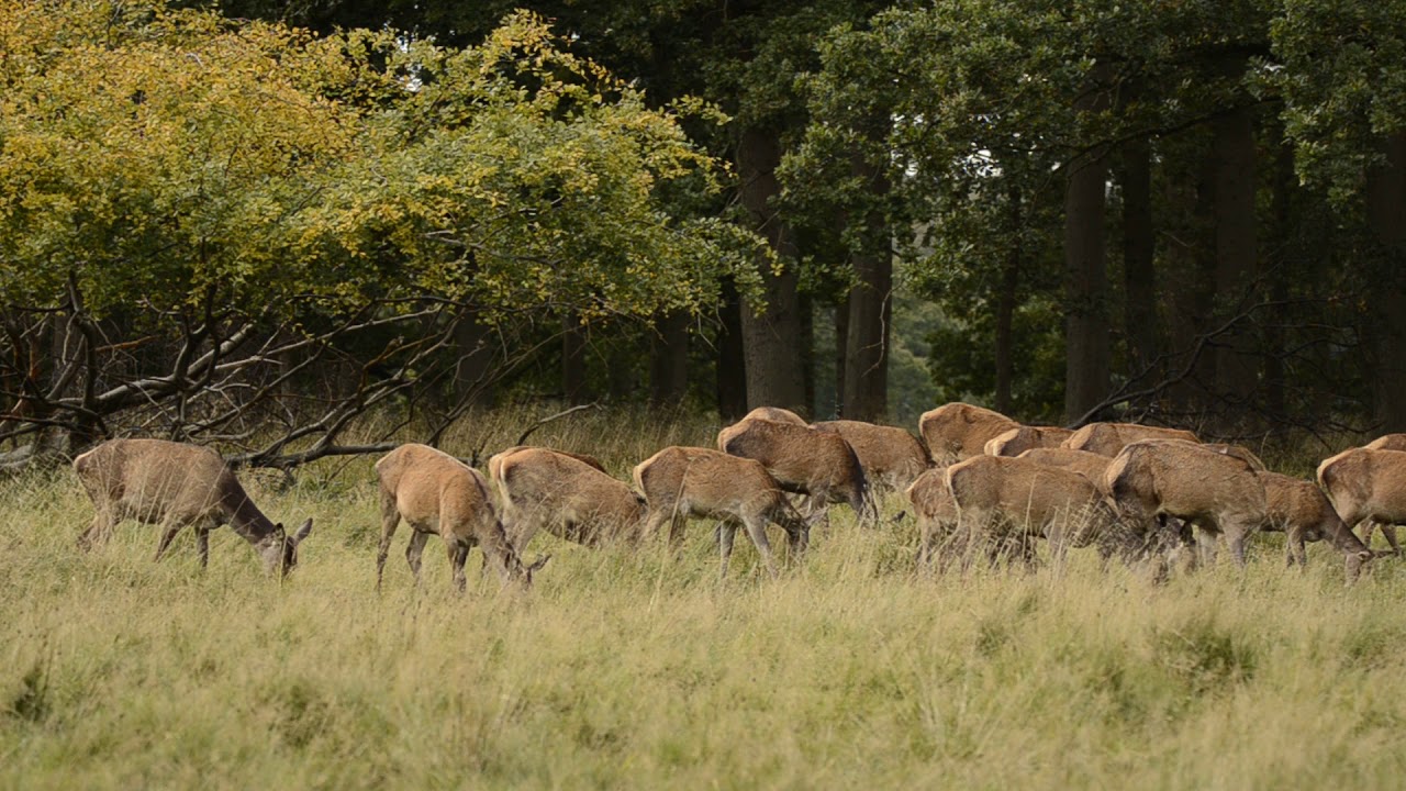 Peeuwende roodwild hinde