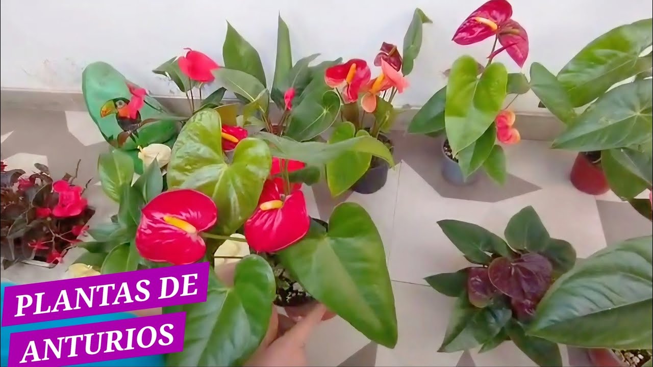 Mis nuevos ANTURIOS / variedad y floración.