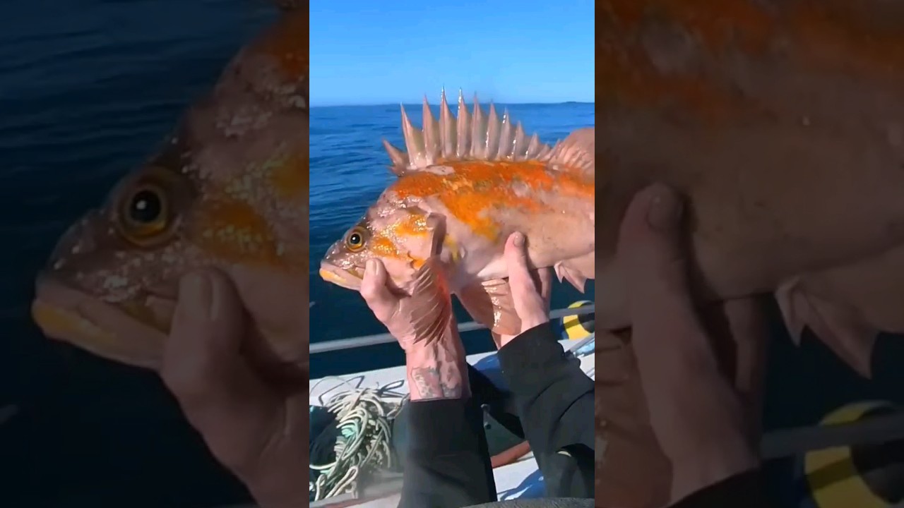 Big, Beautiful Copper Rockfish! ❤️ 