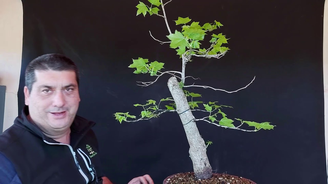 BONSAI LIQUIDAMBAR ALAMBRADO *