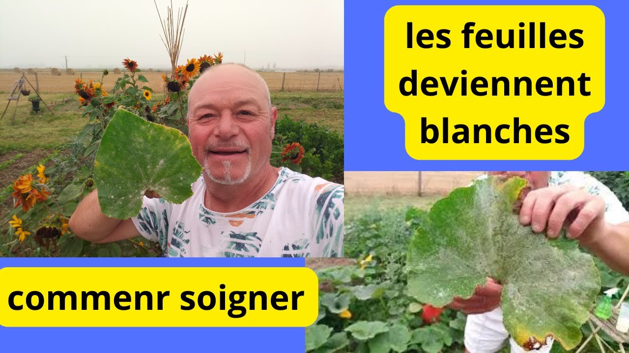 Comment soigner  vos courgettes et  concombre  