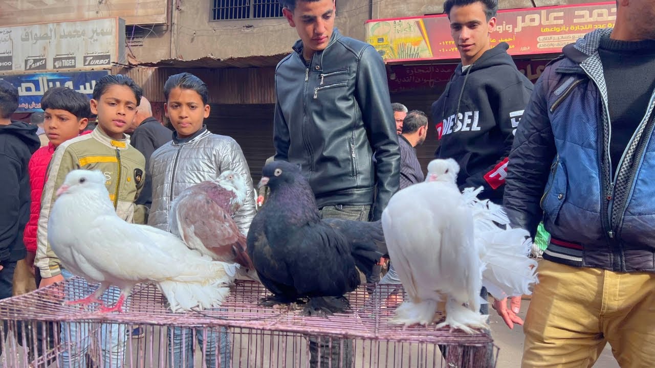 ارتفاع أسعار الحمام في سوق حمام دمياط 🤔