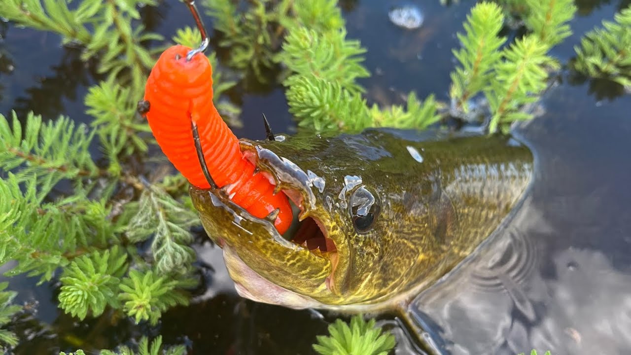 PESCA DE TRAÍRAS COM AS ISCAS VOLCAN  🎣🔥
