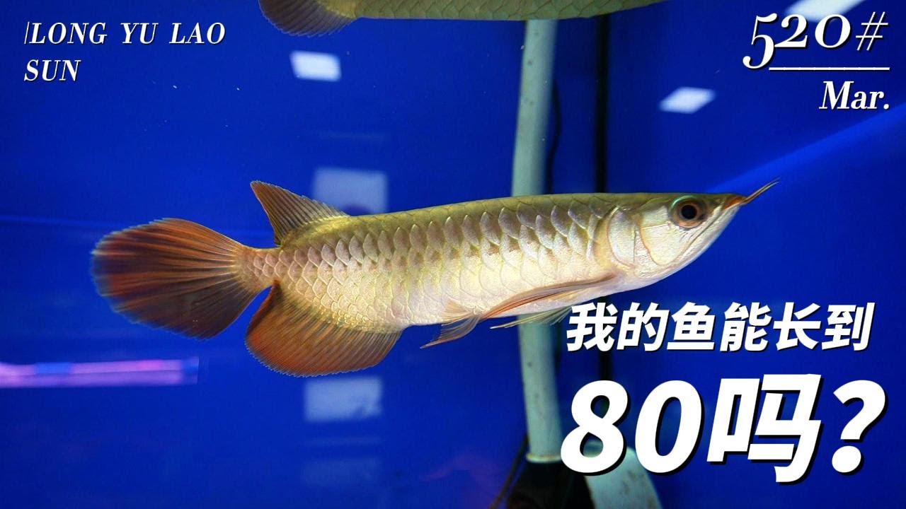 #520 Может ли моя арована вырасти до 80 см? Секрет выращивания арованы.