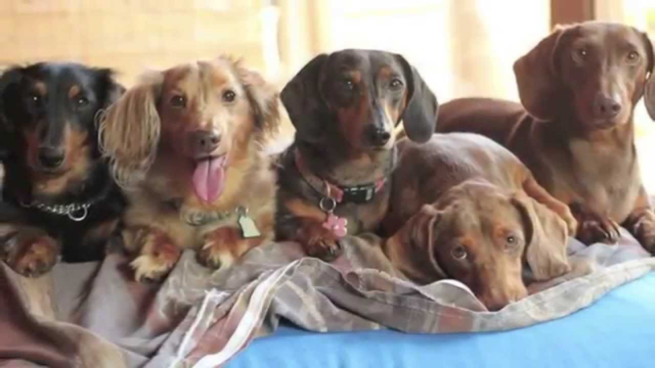 Leamington Animal Hospital - Overcoming Obstacles