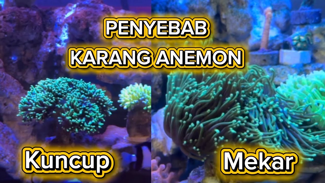 Jadi ini penyebab karang anemon kuncup ❗️Update tank coral setelah 2 Bulan 