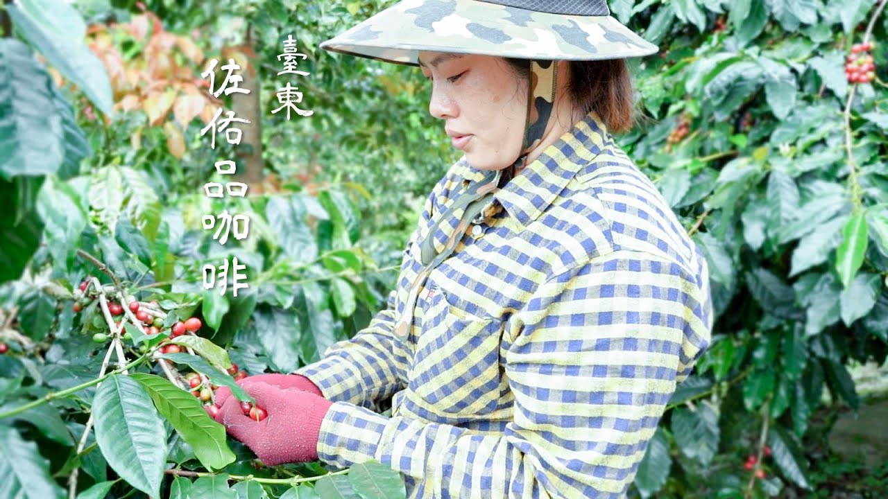 【佐佑品咖啡】太麻里頭等獎咖啡，精益求精的匠人精神｜TAIMALI