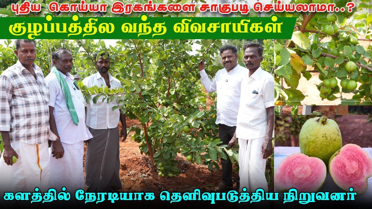 அதிக லாபம் தரும் கொய்யா ரகம் | விவசாயிகளுடன் நேரடி கள ஆய்வு  #reddiamondguava #taiwanpinkguava
