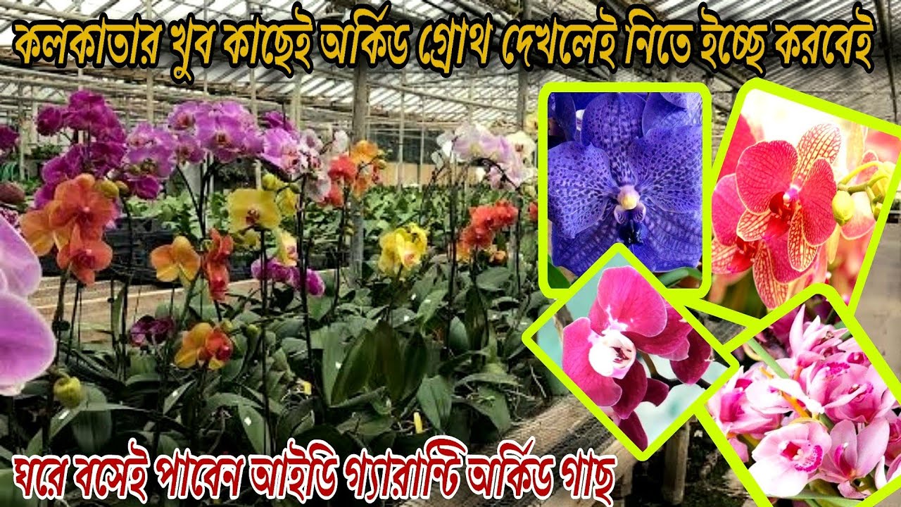 কলকাতার বুকে বিশ্বাস্ত এবং চোখ বন্ধ করে গাছ কিনুন বাড়ি বসে গ্যারান্টি অর্কিড / Orchid plant Nursery