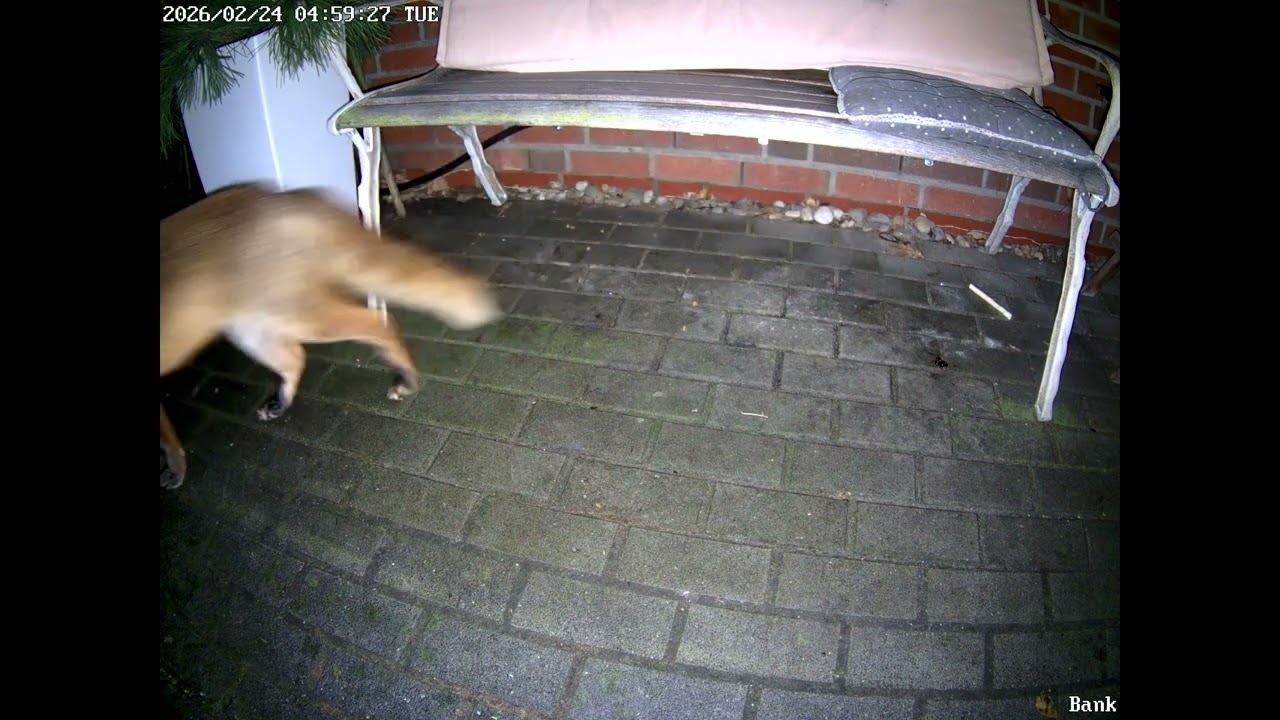 04 58 kommt der schöne Fuchs vorbei