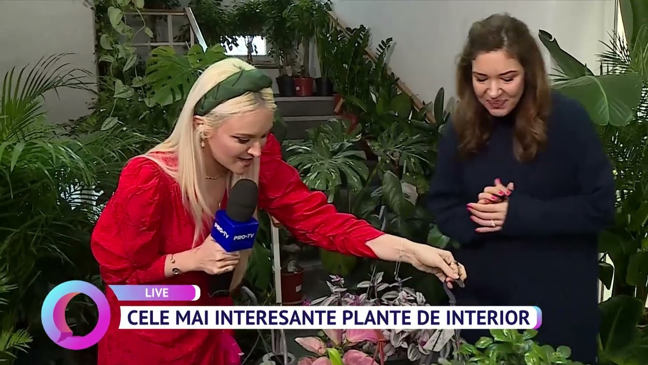 Cele mai interesante plante de interior
