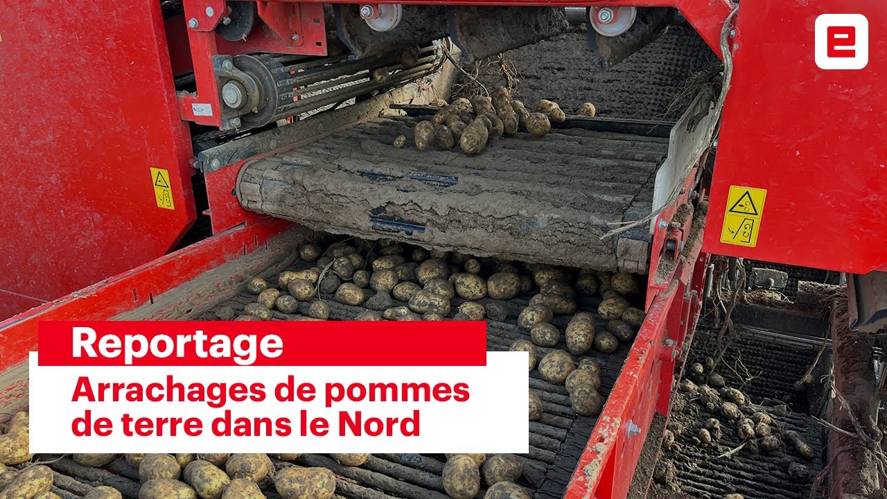 Arrachages de pommes de terre, ça se termine