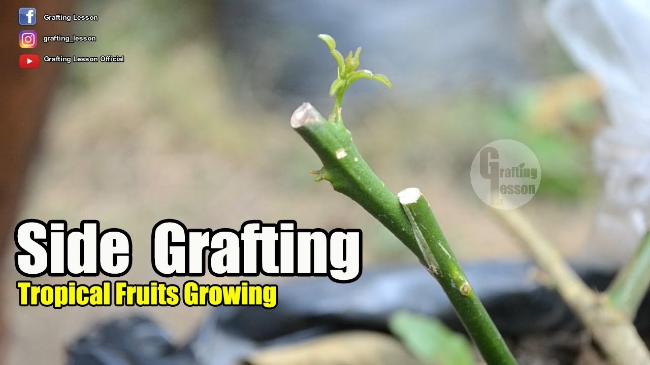 Side Grafting Method | Tropical Fruits Growing