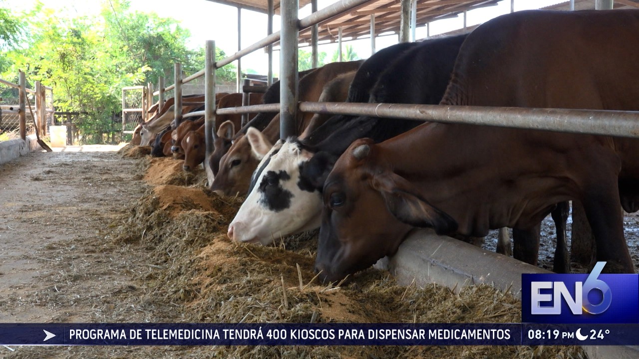 MAG AMPLÍA ALERTA SANITARIA POR GUSANO BARRENADOR
