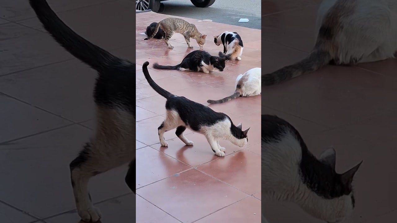 سبحان الله وبحمد سبحان الله العظيم۔ اللَّهُمَّ صَلِّ عَلَى مُحَمَّدٍ وَعَلَى آلِ مُحَمَّدٍ