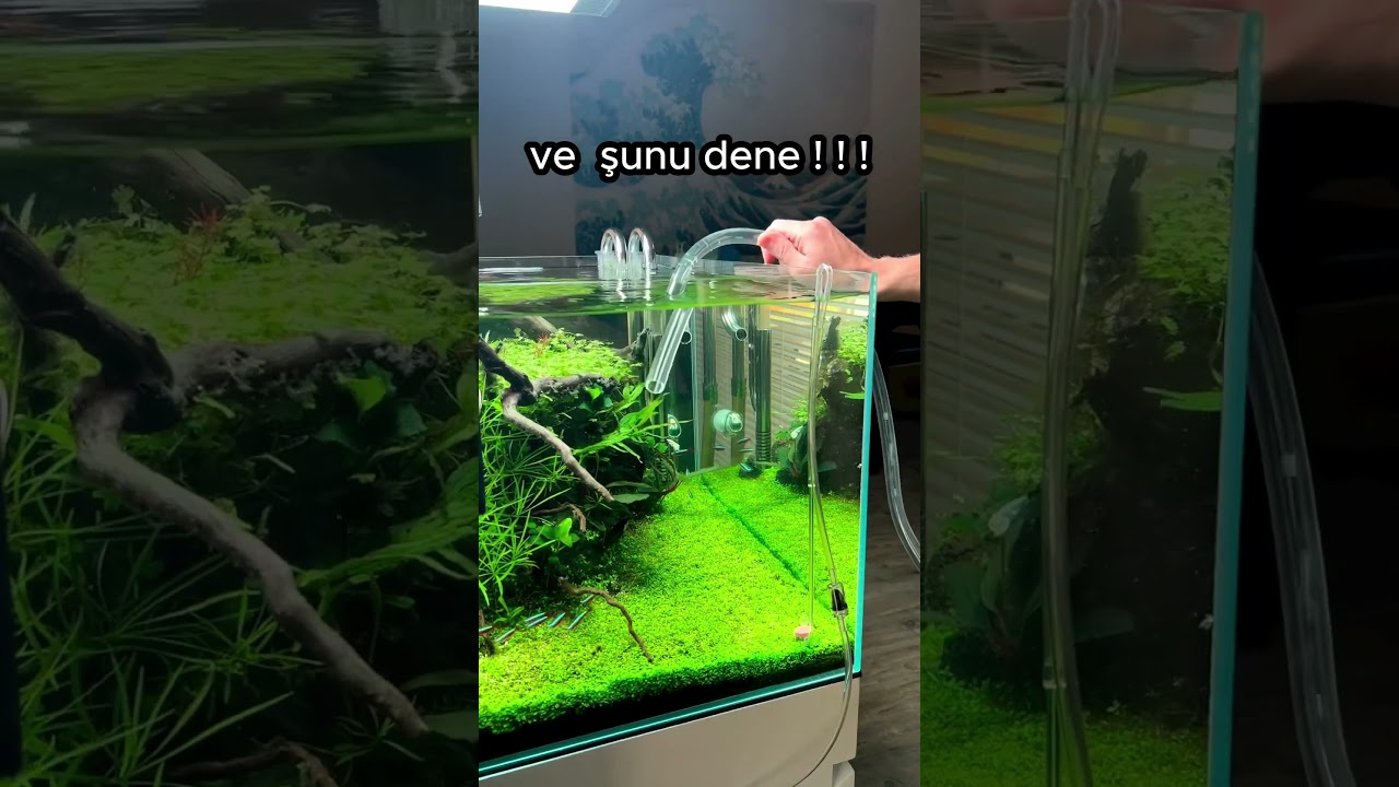 Akvaryumda su değişimi nasıl yapılır?(akvaryum dip &ccedil;ekimi)-- How to change water in the aquarium?