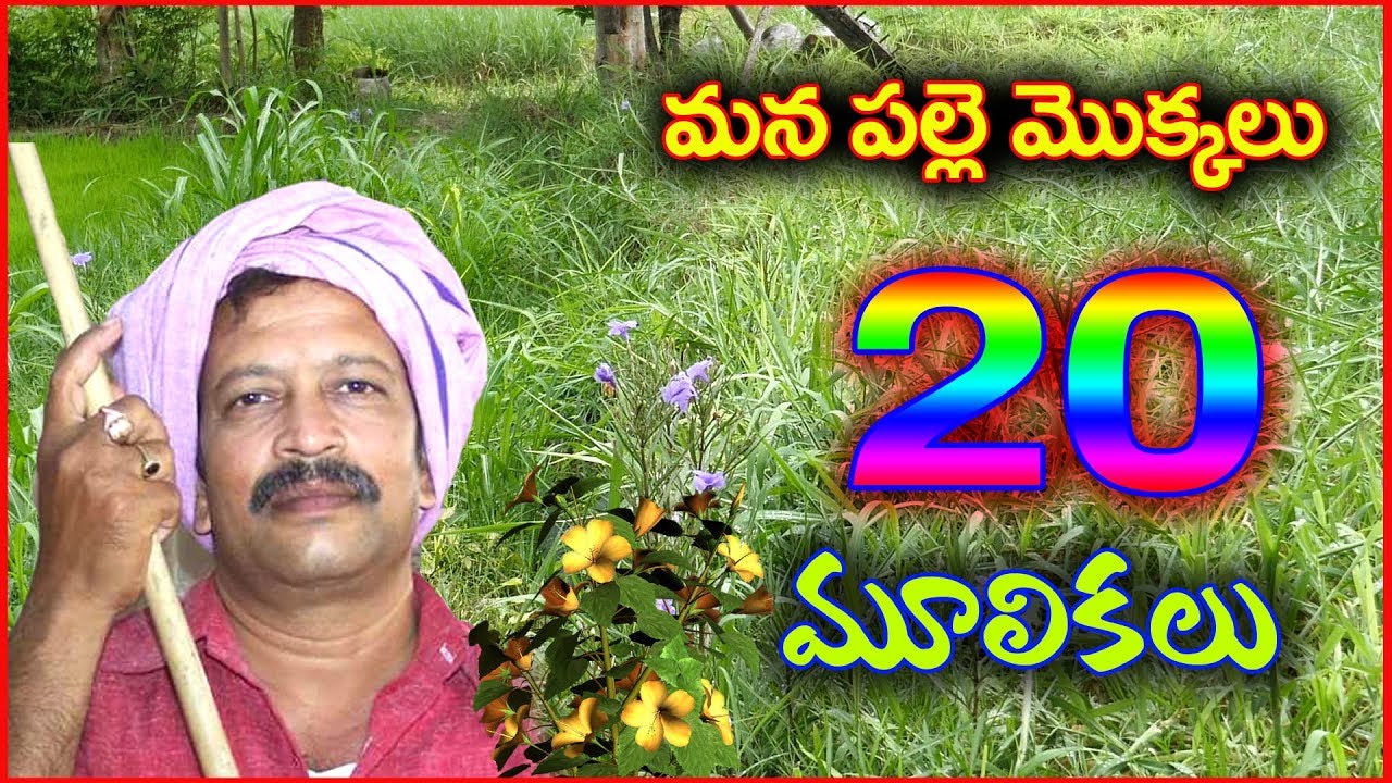 మన వూరి మొక్కలు-20 మూలికలు/వివరాలు ఉపయోగాలు/20 IMP Herbs/S.Nagender