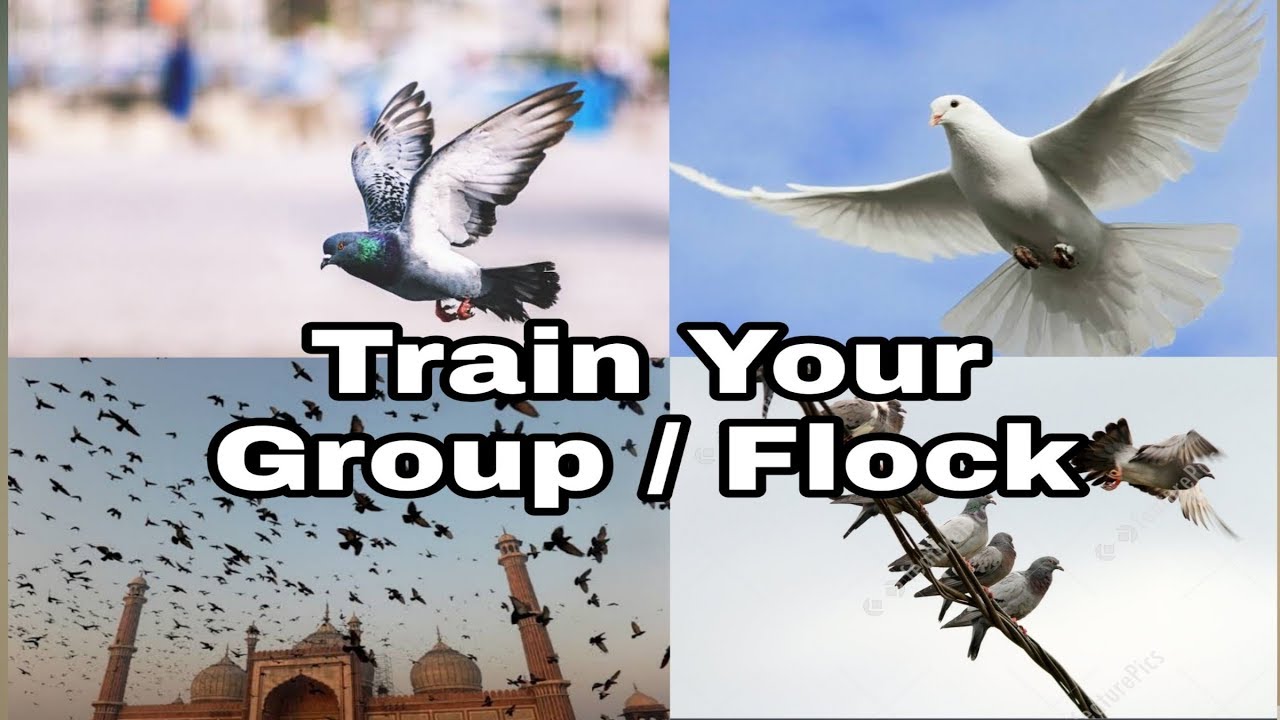 Train all your pigeons to come back home | train your loft..flock group to come back home