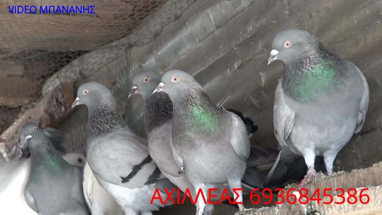 ΜΕ ΠΟΥΛΙΑ ΤΟΥ ΣΚΟΡΔΑ ΚΑΙ ΤΟΥ ΣΑΜΑΡΑ ΕΔΕΙΞΕ ΑΥΤΟΝ ΤΟ ΧΑΒΑ ΑΧΙΛΛΕΑΣ ΦΙΛΟΙ ΛΑΡΙΣΑΣ 2023