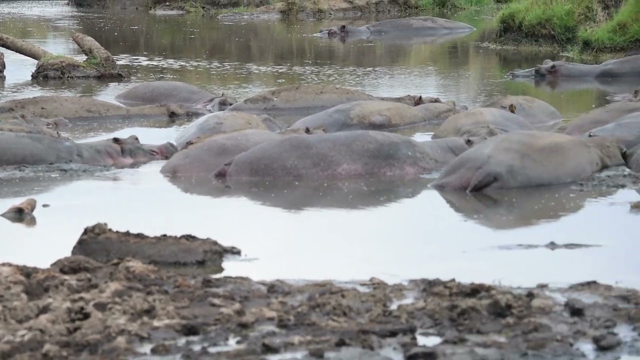 When Hippos Control the Water: Every Animal Stays Away