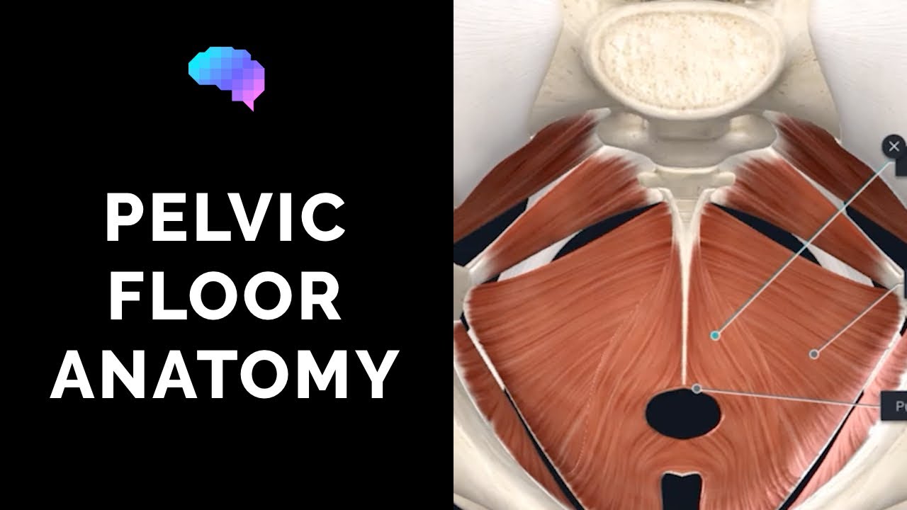 Pelvic Floor Anatomy (3D Anatomy Tutorial) | UKMLA | CPSA | PLAB 2