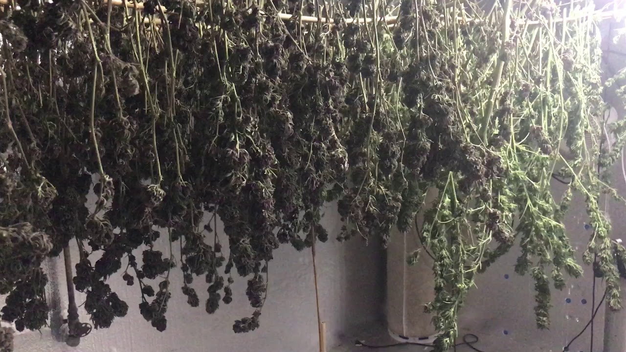 Drying Grape Ape and Purple Kush from Dad's Outdoor Medical Grow