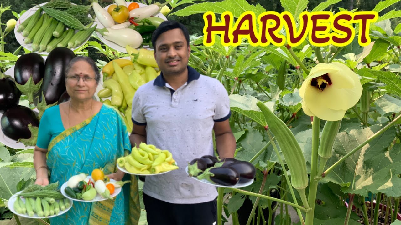 HARVEST