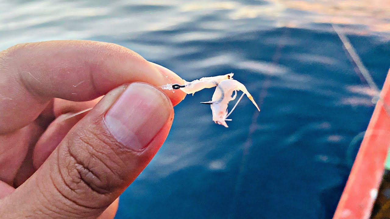 Masih Tidak Percaya Umpan Sekecil ini Ternyata Disambar Ikan Besar || Mancing Dasaran