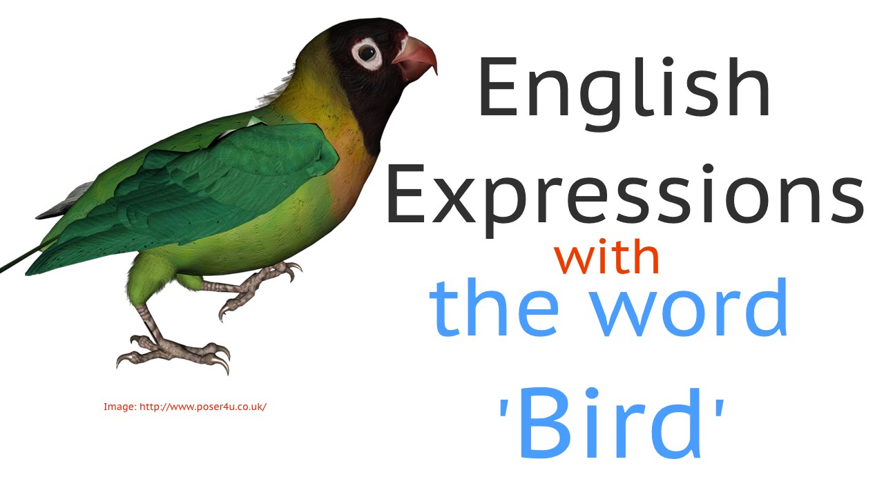 English expressions with the word 'bird' - frases idiomáticas en inglés