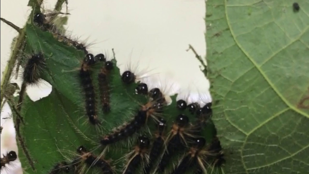 Hungry Caterpillars-Gregarious Arctiines