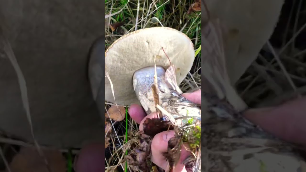 Гигантские грибы продолжают расти! Грибы 2022 Красивые большие грибы. Экстремальный сбор грибов