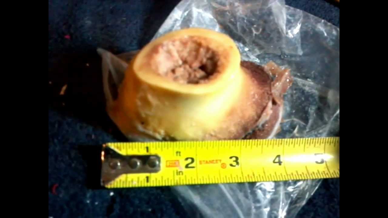 CCI Velocitor 22 LR - Will it penetrate bone? (ballistic ammo test)