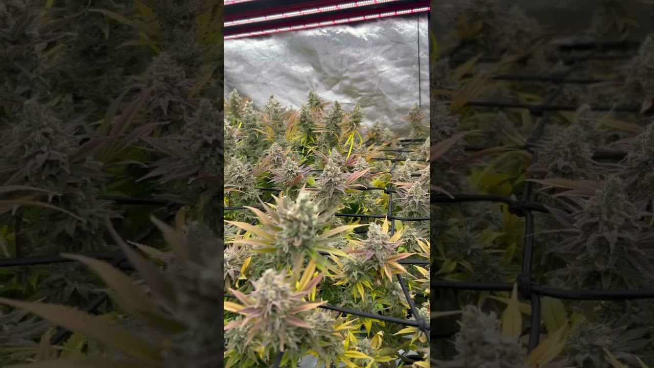 Kosher Kush x The OG #18