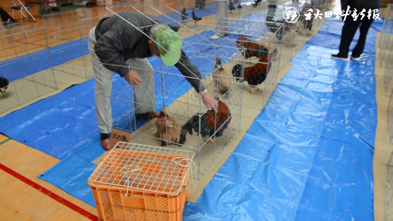 比内鶏と金八鶏、美しさ競う　大館市