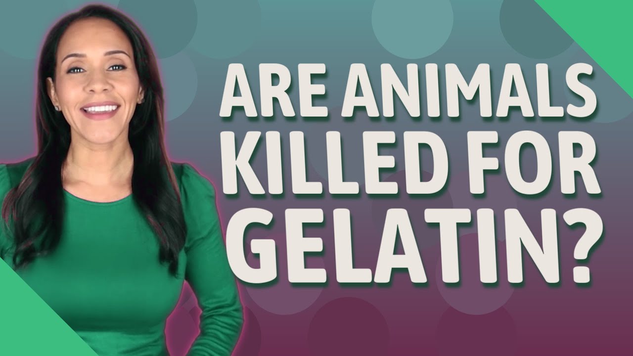 Are animals killed for gelatin?