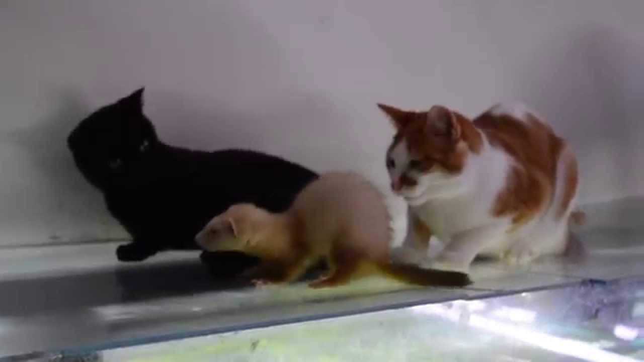 Première rencontre entre chats et furet
