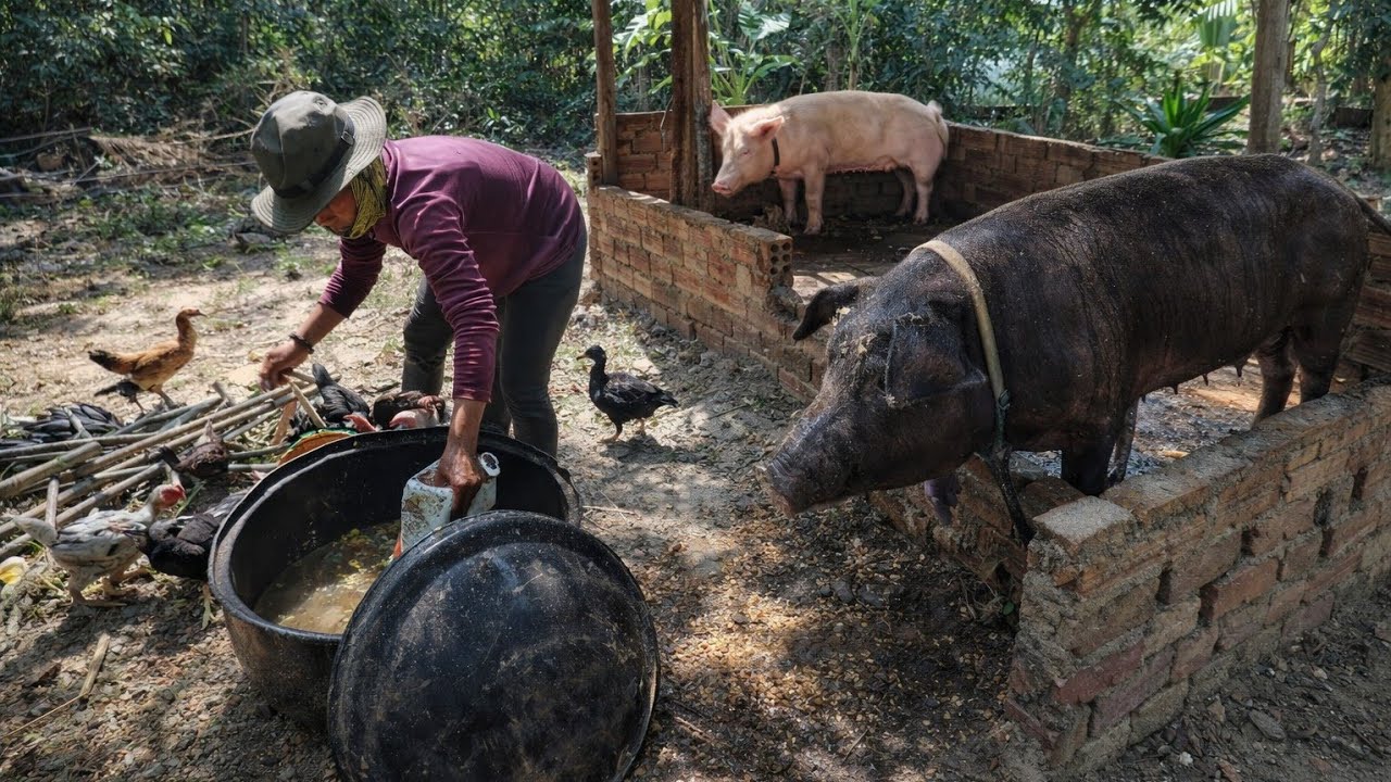 How to Care for Pigs in Rural Farms | Healthy Pig Farming for Beginners