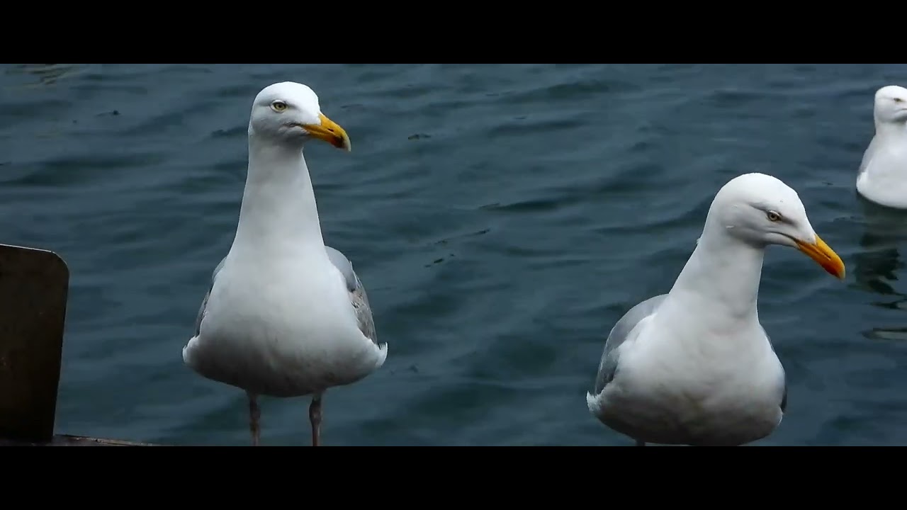 Stilling Kittiwakes Dunbar  Castle