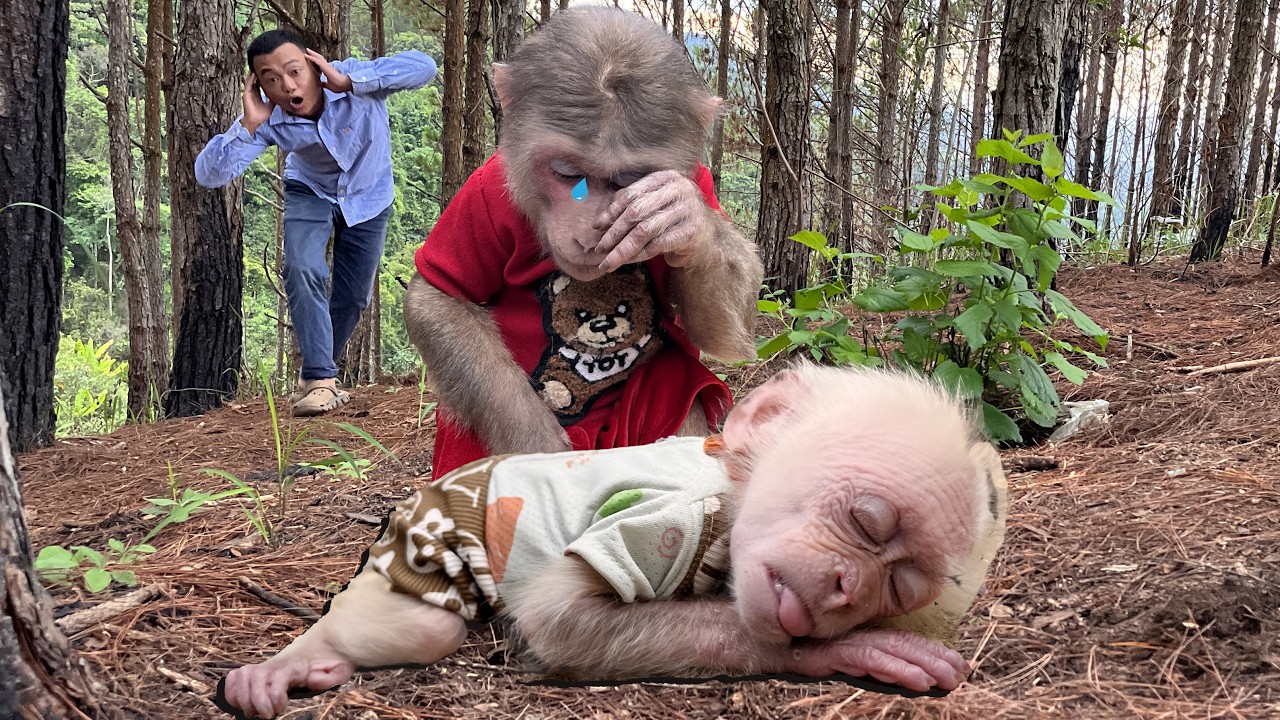 Completely helpless!🥺Dad and Max desperately search for the baby monkey...😤