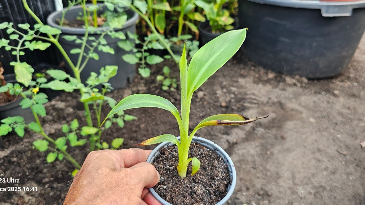 Musa Ingens