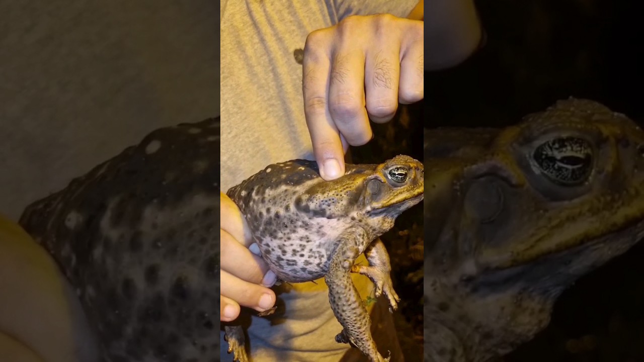 Sapo cururu, Tem veneno? Cega?