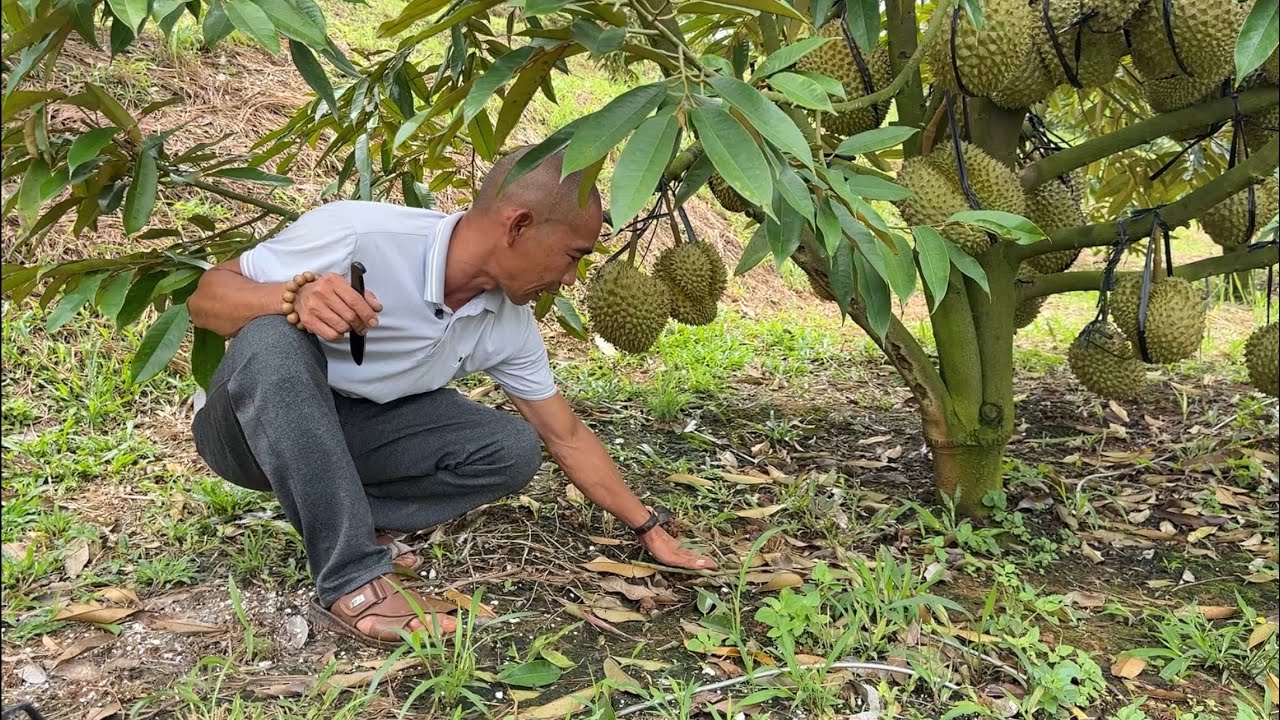 Nấm trái sầu riêng#thiennong689 #cuocốcng #saurieng