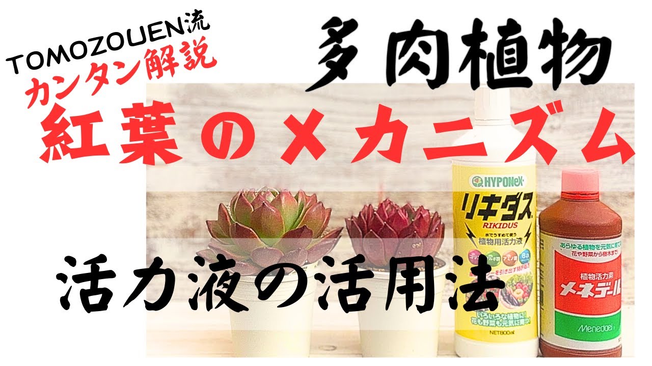 【多肉植物】【リキダス】【メネデール】【活力液】カンタンに多肉の紅葉【メカニズム】解説！リキダスとメネデールの使い分けについて！