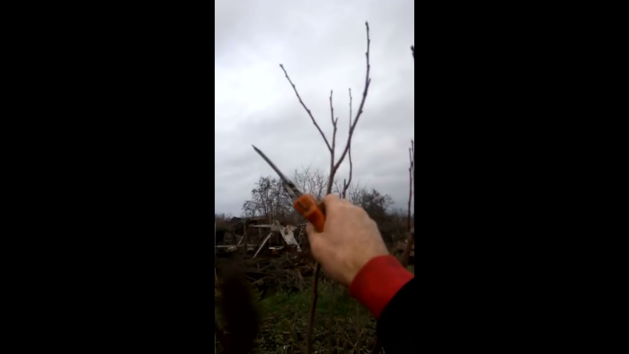 Слива. ОБРЕЗКА СЛИВЫ С УЗКОЙ КРОНОЙ.