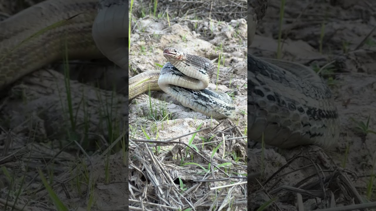 Snake TV #snaketv #vlog #snake snakevlog #sankeshort ep5