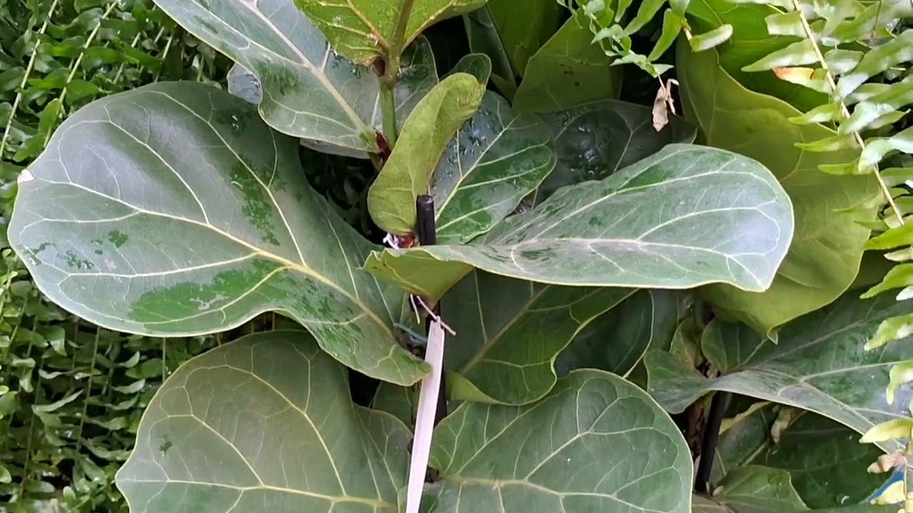 Natureza em Casa