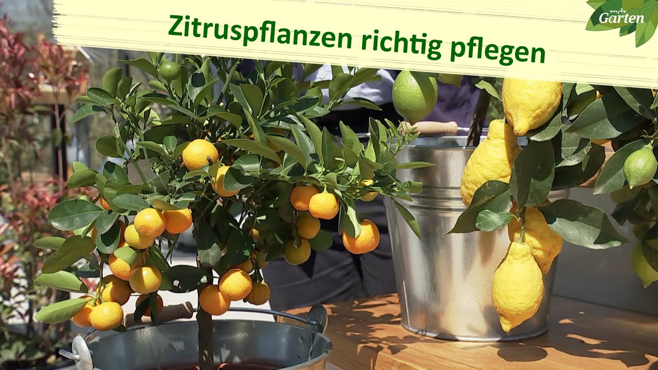 Zitruspflanzen – so gedeihen sie gut | MDR Garten